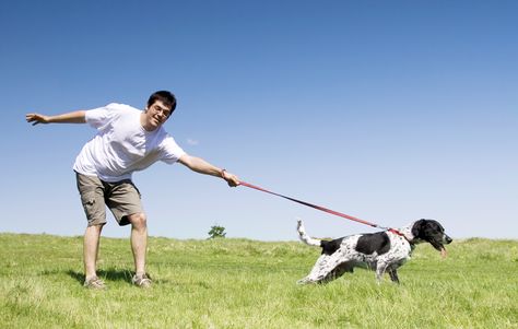 Professional Dog Trainer, Annie Grossman, offers tips on how to train your dog not to pull on the leash so you can avoid shoulder, elbow and wrist pain and injury. Dog Leash Pulling, Puppy Training Biting, Dog Leash Training, Rottweiler Mix, Puppy House, Tiny Dog, Leash Training, Puppy Training Tips, Dog People