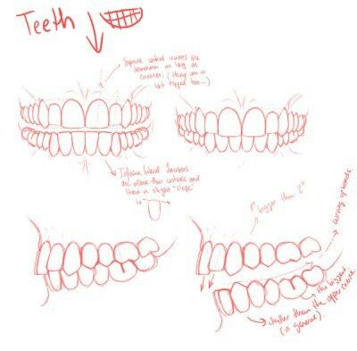 Mouth Anatomy, Teeth Anatomy, Teeth Drawing, Teeth Art, Mouth Drawing, Drawing Tutorial Face, Human Anatomy Drawing, Drawing Studies, Drawing Expressions