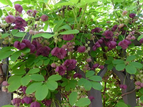 Chocolate Vine Plants, Portugal Garden, Chocolate Plant, Chocolate Vine, Akebia Quinata, Natural Gardening, Flower Fertilizer, Privacy Landscaping, Plant Zones