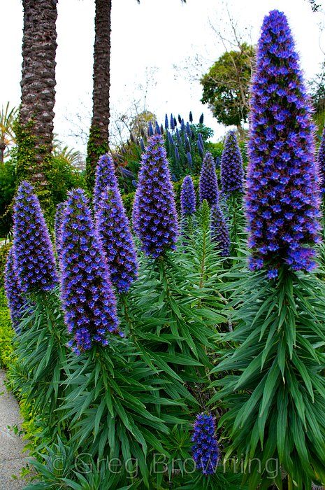 FLOWERS: Pride of Madeira Pride Of Madeira, Flowers Growing, Indoor Vegetable Gardening, Purple Garden, Unusual Plants, Unusual Flowers, Gorgeous Gardens, Exotic Plants, Exotic Flowers