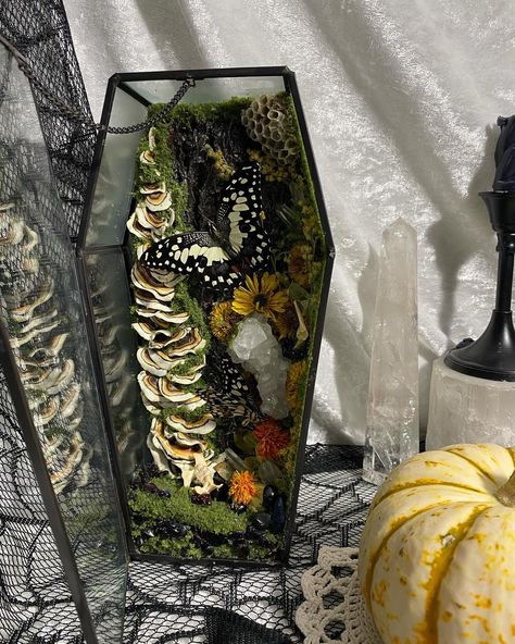 Step into the world of the macabre and the magical with this nature-infused coffin terrarium! Available now! threadandbonetx.etsy.com #oddities #halloween #terrarium #terrariumdesign #taxidermy #butterfly #witch #witchaesthetic #spooky #halloweendecor #diycrafts #crystals #halloweendisplay #halloweencrafts #macabre Skull Terrarium Diy, Coffin Terrarium, Skull Terrarium, Butterfly Witch, Halloween Terrarium, Diy Haunted House, House Terrarium, Oddities Collection, Haunted House Diy