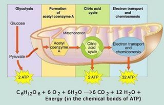 Biology of the Universe (@biologyoftheuniverse) on Instagram: “Glycolysis, Acetyl Co-Enzyme A Formation, Citric Acid Cycle, & Oxid. Phosphorylation #science…” Project Biology, Aerobic Respiration, Cell Respiration, Citric Acid Cycle, Biology Major, Molecular Genetics, Biological Diversity, Cellular Respiration, Chemical Bond