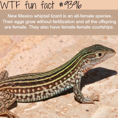 Whiptail Lizard, Facts Funny, Animal Facts, Interesting Information, True Facts, The More You Know, Amphibians, Fun Fact, Things To Know