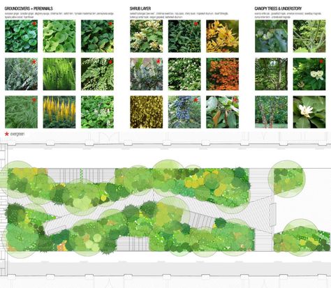 Public Courtyard, Planting Layout, Layout Portfolio, 보고서 디자인, Landscape Architecture Plan, Landscape And Urbanism Architecture, Landscape Architecture Drawing, Planting Design, Areas Verdes