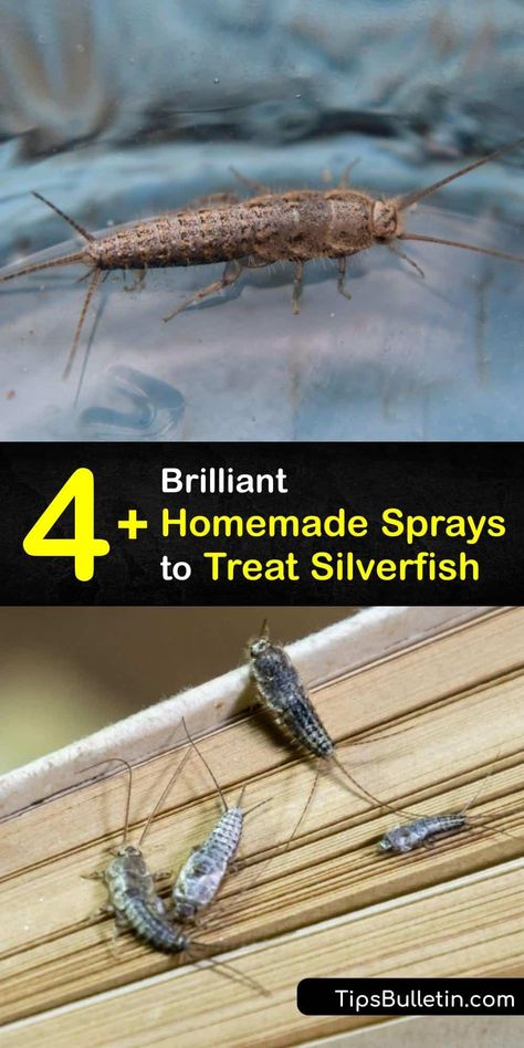 Learn how to prevent silverfish and stop a silverfish infestation with a homemade spray. Use cedar oil or other essential oils to make an essential oil insect repellent spray. Get rid of fish moth pests with easy-to-make sprays to repel silverfish. #homemade #silverfish #spray Cedar Oil Bug Spray, Silver Fish How To Get Rid Of, Get Rid Of Silverfish, Household Bugs, Essential Oil Bug Repellent, Insect Repellent Essential Oils, Kill Roaches, Bug Repellant, Diy Bug Spray