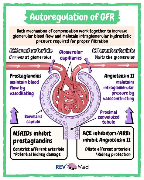 Which area of physiology is the hardest? Cardio? Renal? GI? Neuro? Notes below ⤵️ 🟣 Subscribe now to unlock lessons and content in our members area on Instagram ➡️@rev.med ✅ Tubuloglomerular Feedback Regulation of GFR - auto regulation via tubuloglomerular feedback: *When blood pressure is above normal, rapid filtrate flow reduces ion retention so filtrate in tubule has more Na+, Cl-, & water *Vasoconstricting chemicals from the juxtaglomerular cells are released when the macula densa cel... Juxtaglomerular Apparatus, Medicine Mnemonics, Renal Anatomy, Neuro Notes, Zoology Notes, Nutrition Notes, Renal Physiology, What Is Intelligence, Medical Things