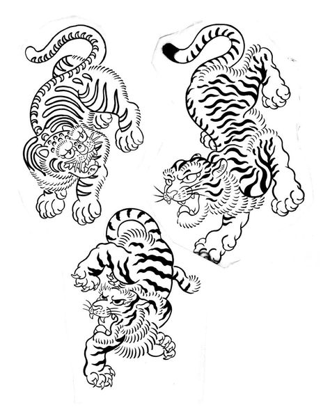 Indonesian Tiger Tattoo, Siamese Tattoo, Tiger Japanese Tattoo, Japanese Tiger Art, Dragon Tiger Tattoo, Korean Tiger, White Tiger Tattoo, Japanese Tiger Tattoo, Chinese Tiger