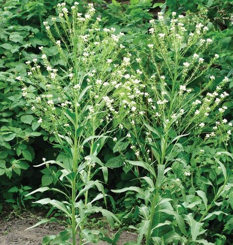 How To Grow Horseradish, Grow Horseradish, Horseradish Plant, Growing Horseradish, Suburban Homestead, Blue Sky Wallpaper, Herb Garden In Kitchen, Plant Wallpaper, Sustainable Farming