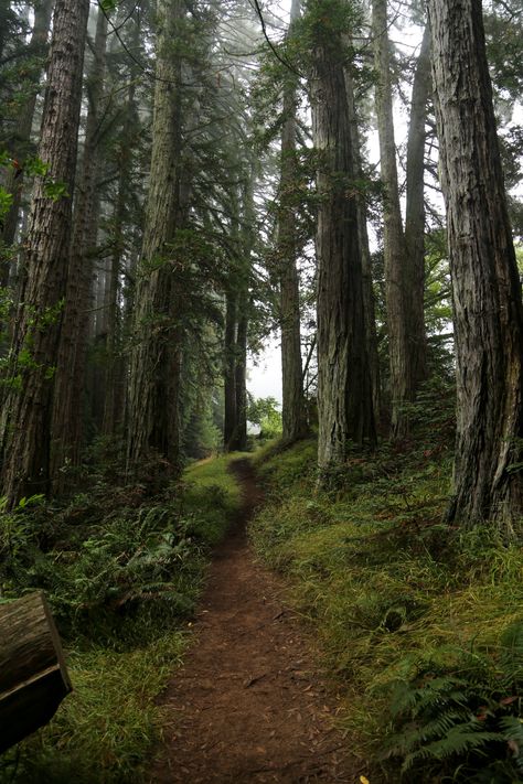 Forest Fairies, Dark Naturalism, Redwood Forest, Forest Path, Pretty Backgrounds, Biome, Walk In The Woods, Deep Forest, The Secret History