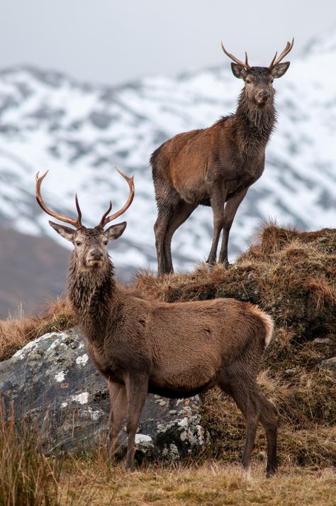 Wild Kingdom, Deer Family, Mule Deer, Red Deer, Manx, Wildlife Photos, A Deer, Animal Planet, Animal Photo