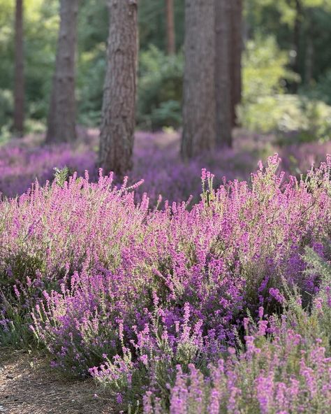 Smukke England 🥰🌾 #westsussex #scandinaviantraveller #heath #purple Heather Scotland, Pangur Ban, Heather In Scotland, Heather Aesthetic, Scotland Nature Aesthetic, Scottish Scenery Landscapes, Scottish Heather, Scottish Mountains Landscapes, Scotland