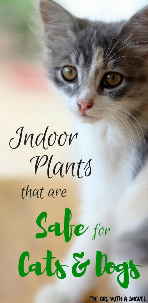 Houseplants Safe For Cats, Cat Safe Plants, Indoor Plants Low Light, Plants Pet Friendly, Hanging Plants Indoor, Bathroom Plants, Houseplants Indoor, Plant Decor Indoor, Bedroom Plants