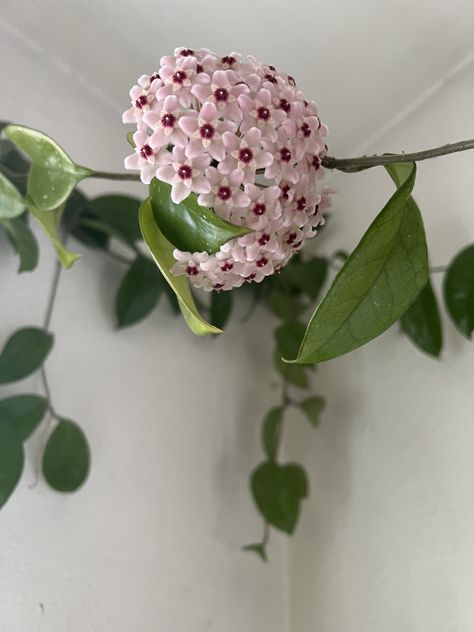 Hoya Blooming! #hoyabloom #houseplant Hoya Flowers Blooming, Hoya Bloom, Hoya Bella, Bottles Decoration Wedding, Hoya Obovata, Hoya Plant, Fairy Hair, Wedding Bottles, Green Bottle