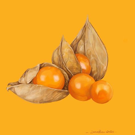 Daria Rosso on Instagram: “• All the shades of Orange - Golden Berry • • • • • • #orange #goldenberry #goldenberries  #fruit #fruits #berry #illustration…” Berry Illustration, Berries Photography, Golden Berry, Golden Berries, Inner Mind, Urban Center, Green Space, Shades Of Orange, Berry