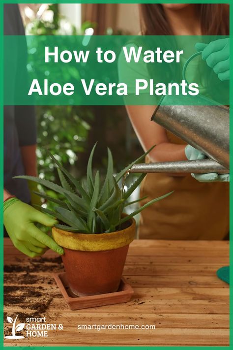 Keep your aloe vera plant healthy by watering it correctly. Water when the soil is dry and ensure good drainage. Use distilled water to avoid mineral buildup. With the right care, your aloe vera will grow strong and vibrant. Learn more at Smart Garden and Home. Aloe Plant Uses, Leaves Meaning, Houseplant Care, Aloe Plant, Aloe Vera Plant, Smart Garden, Soil Testing, Aloe Leaf, House Plant Care