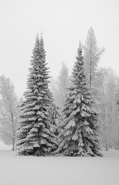 Real Xmas Trees Real Xmas Trees, Winters Tafereel, I Love Snow, Winter Schnee, Winter Szenen, Snow Covered Trees, Real Christmas Tree, God Jul, Winter Love