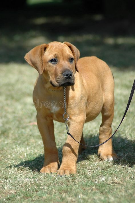 Boerboel Puppies, Boerboel Mastiff, African Boerboel, Every Dog Breed, Bully Dog, Labrador Retriever, Dog Breeds, Dogs And Puppies, Stock Images