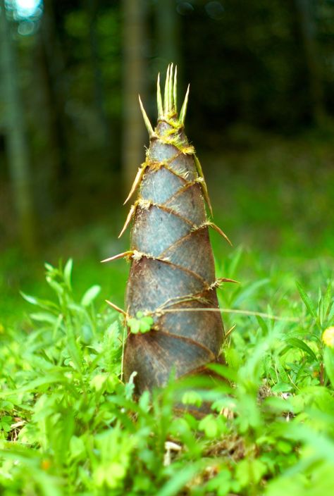 Eucalyptus Deglupta, Giant Bamboo, Bamboo Species, Bamboo Seeds, Vegetables For Babies, Apricot Tree, Moso Bamboo, Bamboo Shoots, Bamboo Garden