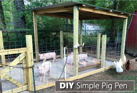 How To Build A Simple Pig Pen - build this in just 3 days... #pigs #homesteading Pig Pen Design, Pig Shelter, Pig Waterer, Pygmy Goats, Raising Pigs, Pig Pen, Pig House, Homestead Farm, Future Farms