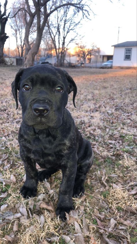 Female Cane Corso, Cane Corso Italian Mastiff, Puppy Names, Hate People, Bully Breeds, American Kennel Club, Crazy Dog, Cane Corso, Mountain Dogs