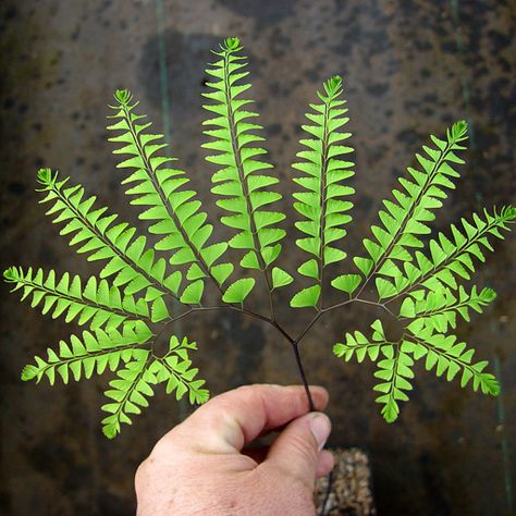 Adiantum pedatum Maiden Hair Fern - Click Image to Close Plants Vines, Maiden Hair, Rock Plants, Ferns Garden, Weird Plants, Gardening Zones, Fern Plant, Unusual Plants, Shade Plants