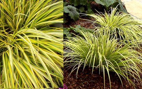 Acorus Gramineus, Client Board, Ornamental Grass, Plant Seedlings, Ornamental Grasses, Large Plants, Landscaping Ideas, Patio Garden, Planting