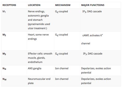 Cholinergic Recepter Types: Muscarinic vs. Nicotinic Cholinergic Vs Anticholinergic, Nursing School, Nerve, Nursing, Medical, Quick Saves