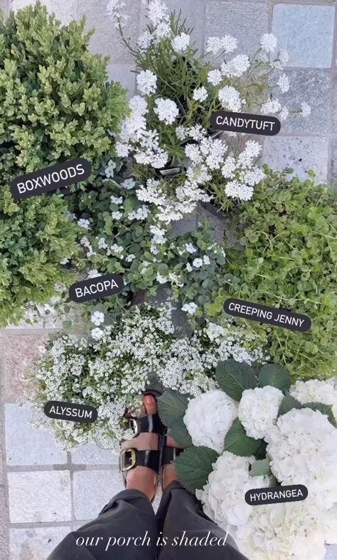 White Hydrangea Landscaping Backyards, Home Landscaping Front Yards, White Hydrangea Landscaping, North Carolina Landscaping, Alyssum Flowers, Hydrangea Landscaping, Porch Flowers, Window Box Flowers, Bottle Garden