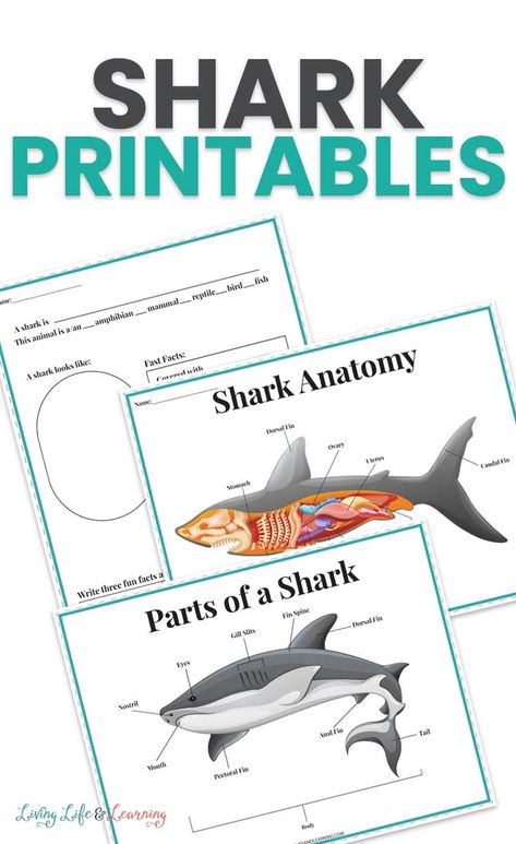 Get ready for shark week with these Shark Printables for Kids - learn the parts of a shark, shark anatomy and create your own shark report. Cool worksheets for kids who love studying the ocean. Ocean Homeschool Activities, Shark Experiments For Kids, Shark Presentation Ideas, Preschool Shark Activities, Shark Activity For Kids, Shark Activities For Preschool, Ocean Homeschool, Anatomy Of A Shark, Shark Week Worksheets