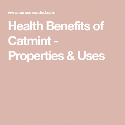 Catmint health benefits, properties, natural home remedies, treatments, uses, side effects and precautions Catmint Uses, Common Cold Remedies, Mint Benefits, Cat Mint, Face Scrubs, Skin Natural Remedies, Cold Symptoms, Herbal Recipes, Skin Disorders