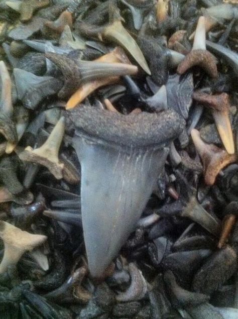 Shark Tooth Hunting, Shell Hunting, Sharks Teeth, Florida Adventures, Fossil Hunting, Shark Fishing, St Augustine Florida, Saint Augustine, Shark Tooth