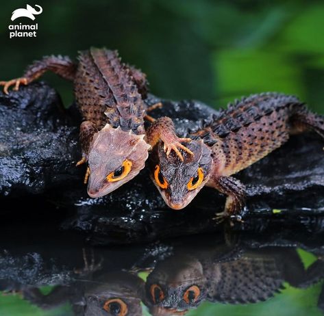 Red eyed Crocodile Skink Red Eyed Crocodile Skink, Crocodile Skink, Pet Dragon, Unusual Animals, Red Eye, Reptiles And Amphibians, Lizards, Red Eyes, Amphibians