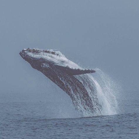 𝚝𝚜𝚒𝚝𝚙𐬺⚘𝙹𝚎𝚗𝚗𝚢 𝙷𝚊𝚗⚘𐬺 Jenny Han, Humpback Whale, Monterey, Independent Artist, Phone Cases, T Shirts, Water