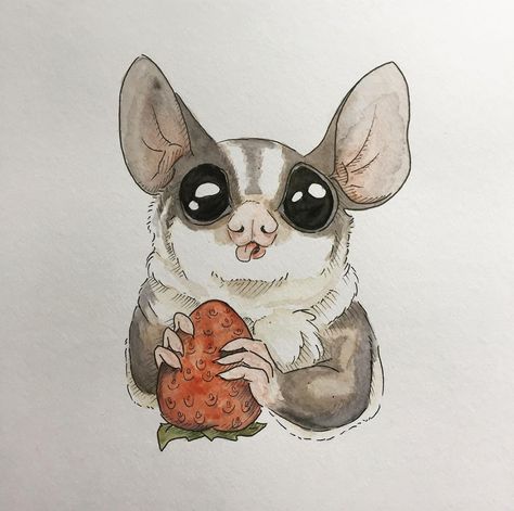 Cute watercolor illustration of a sugar glider with a strawberry   #summer #cuteanimals #sugarglider Sugar Glider Baby, Sugar Glider Pet, Photography Sisters, Sugar Glider Cage, Sugar Glider Toys, K Design, Strawberry Summer, Flying Squirrel, Kawaii Illustration