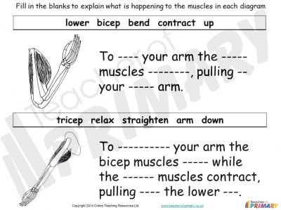 Muscles teaching resource - 22 slide powerpoint and 2 worksheets Muscles Worksheet, Types Of Muscles, Classroom Assessment, Labeling Activities, Bicep Muscle, Human Body Systems, Learning English For Kids, English Grammar Worksheets, Learning Objectives