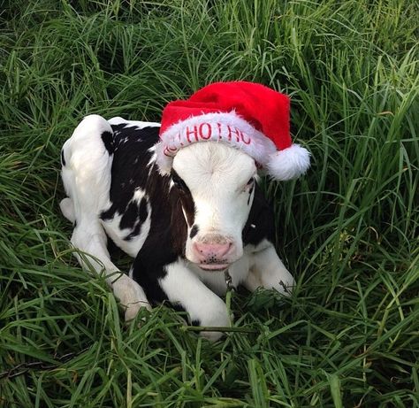 Santa calf Christmas Cow Wallpaper, Cow Wallpaper Iphone, Cow Meme, Cow Wallpaper, Fluffy Cows, Christmas Cow, Baby Cow, Baby Cows