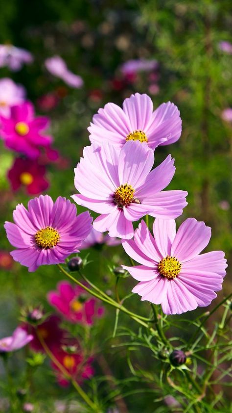 Cosmos Flowers Aesthetic, Cosmos Flowers Garden, Flower Garden Photography, Nails Summer Flowers, Garden Cosmos, Cosmo Flower, Cosmos Plant, Flowers In Garden, Cottage Garden Flowers