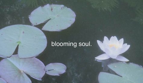 Water Lilies Aesthetic, Cute Flower Quotes, Lilies Aesthetic, Quotes Peaceful, Lotus Aesthetic, Mindset Aesthetic, Rest Quotes, Aesthetic Nature, Flower Quotes