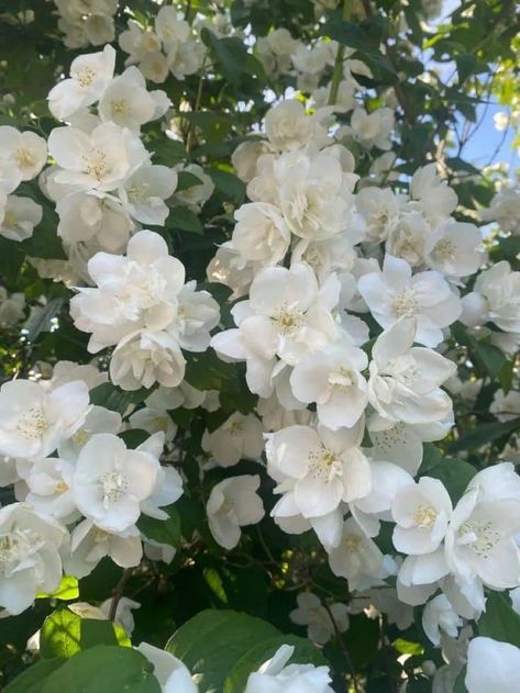 80s Retro Wallpaper, Jasmine Tree, Greenhouse Aesthetic, White Jasmine Flower, Nature Photography Sky, Yonkers New York, Pretty Flowers Pictures, Tattoo Plant, Jasmine Plant