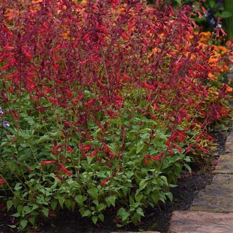 Roman Red Salvia Red Salvia, Attracting Bees, Attract Butterflies, How To Attract Hummingbirds, Drought Tolerant, The Landscape, Summer Garden, Vibrant Red, Low Maintenance