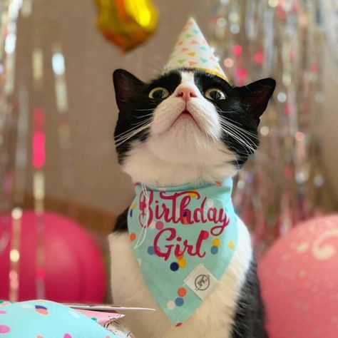 Pet Birthday Ideas Cat, Stellar Birthday, Kitty Treats, Trippy Cat, Paw Birthday, Cat Celebrating, Pet Birthday, Dog Photoshoot, Cat Birthday Party