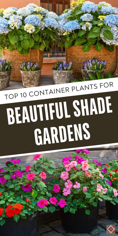 Discover 10 stunning shade-loving container plants perfect for brightening up your garden's shady spots. These beautiful plants thrive in low light and add charm to any space. Save this pin for later and click to explore the best container plants for shade! Plants For Shade Outdoors, Container Plants For Shade, Best Container Plants, Shade Plants Container, Plants For Shade, Lysimachia Nummularia, Sago Palm, Shade Gardens, Creeping Jenny