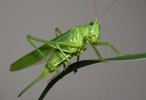 Grasshopper Pictures, Grasshopper Images, Pictures Of Insects, The Giant Peach, Insect Photography, Food Web, Dream Meanings, Praying Mantis, Beautiful Bugs