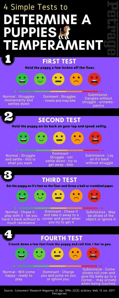 Puppy Temperament Test, Dog Infographic, Fun Online Quizzes, Dog Breeding, Birth Order, Best Dog Breeds, Dog Blog, A Puppy, Puppy Training