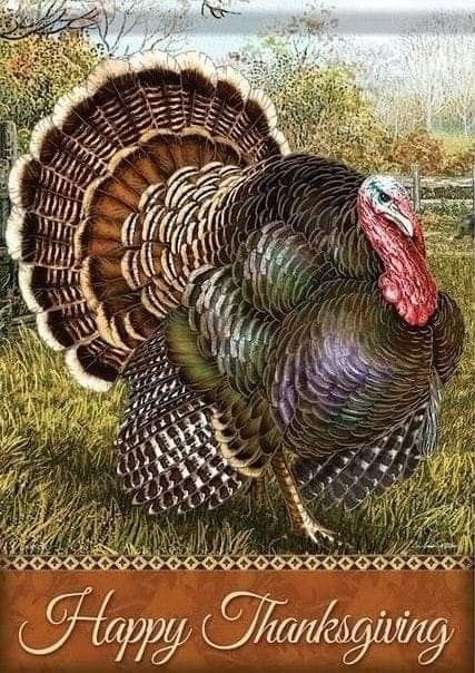 Thanksgiving Turkey Pictures, Turkey Pictures, Happy Thanksgiving Wallpaper, Turkey Drawing, Thanksgiving Flag, Fall Gourds, Turkey Painting, Happy Thanksgiving Turkey, Turkey Art