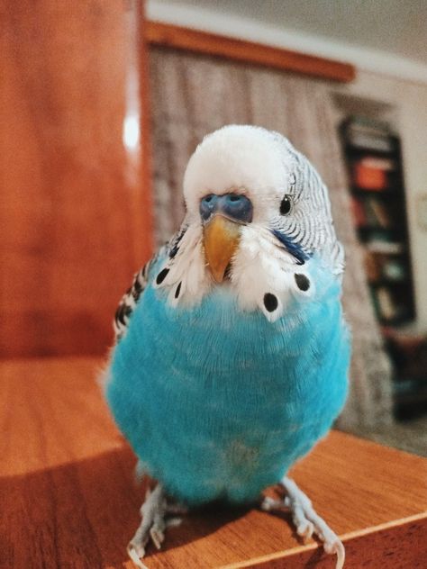 Blue budgie parakeet Budgies Parrot, Tattoo Pet, Budgie Bird, Pet Tattoos, Blue Budgie, Budgies Bird, Budgie Parakeet, Bird Quotes, Parakeets