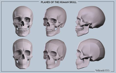 Gusztav Velicsek - Anatomy Studies Face Planes, Skull Study, Human Skeleton Anatomy, Anatomy Studies, Skull Anatomy, Head Anatomy, Skull Reference, Skull Model, Face Anatomy