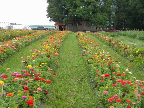 zinnia farm | zinnia field Zinnia Field, Flower Garden Images, Zinnia Garden, Zinnia Flower, Cut Flower Farm, Garden Flower Beds, Zinnia Flowers, Lavender Garden, Flower Farmer