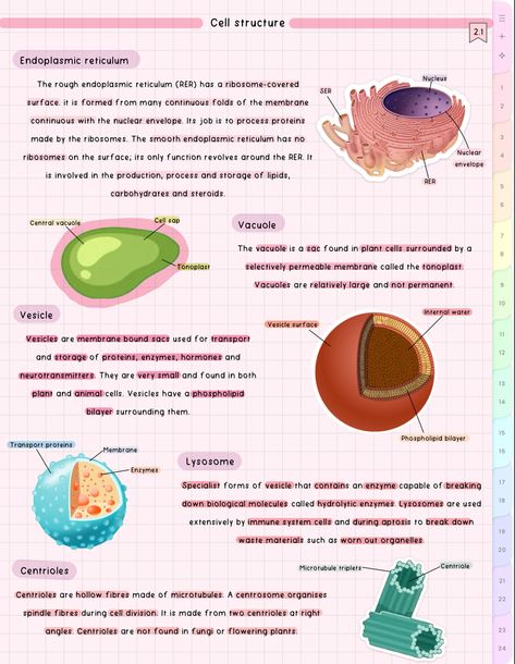 #cute #aesthetic #biology #notes #study #student Aesthetic Biology Notes, Aesthetic Biology, Bio Notes, Biology Revision, Notes Study, Exam Study Tips, College Notes, Aesthetic School, Cell Structure