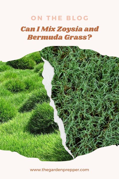 can i mix zoysia and bermuda Drought Resistant Grass, Zoysia Sod, Centipede Grass, Zoysia Grass, Bermuda Grass, Types Of Grass, Grass Type, Drought Resistant, Flower Spike